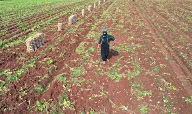 Adana’da ilk hasat başladı:  300 bin ton rekolte bekleniyor – Son Dakika Yaşam Haberleri | Cumhuriyet