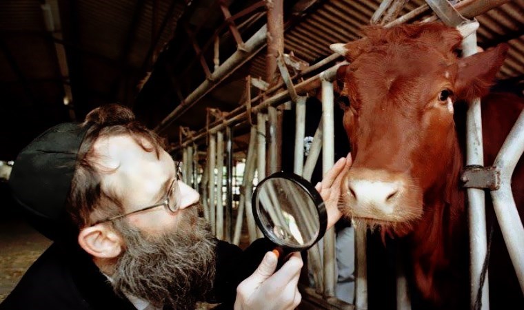 İsrail’e getirilen kırmızı ineklerin 3. Dünya Savaşı ile ne ilgisi var