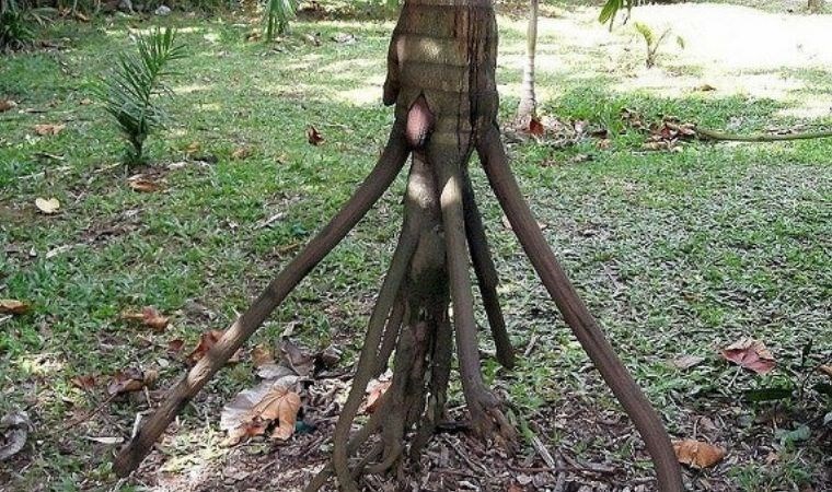 Bu bitki günde 3 cm hareket ediyor: Yürüyen Palmiye