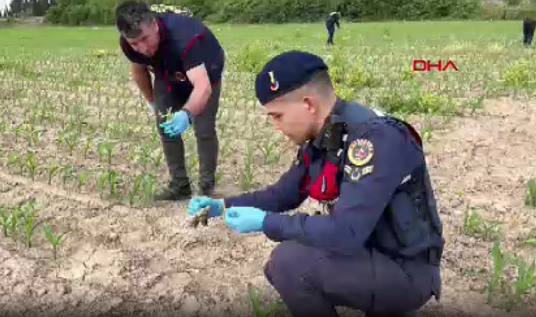 Mısır tarlasında 550 kök hintkeneviri ele geçirildi