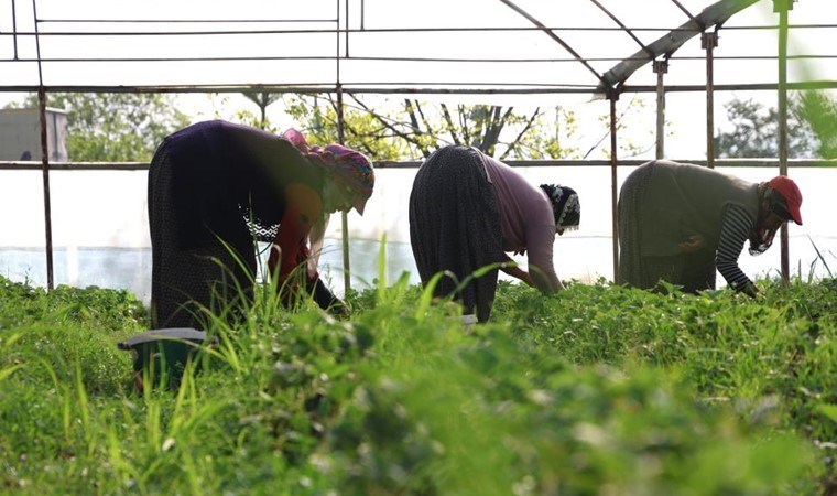 Elazığ’da ilk hasat başladı: Toptan kilosu 60 TL…