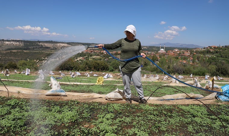 Tavas Ovası’nda üretim başladı: 55 bin dönüm arazide 6 bin ton ürün