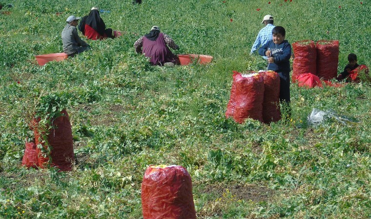 10 bin dönümde bezelye hasadı başladı