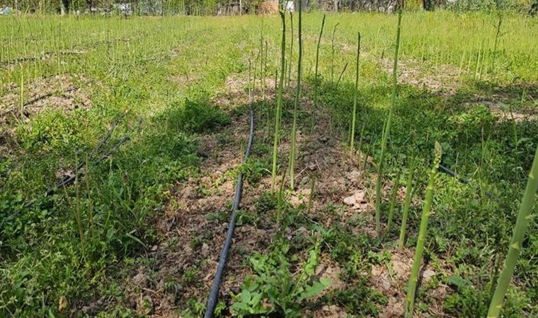 Geçen yıllarda ekilmişti! İlk kez hasat edildi: Getirisi yüksek…