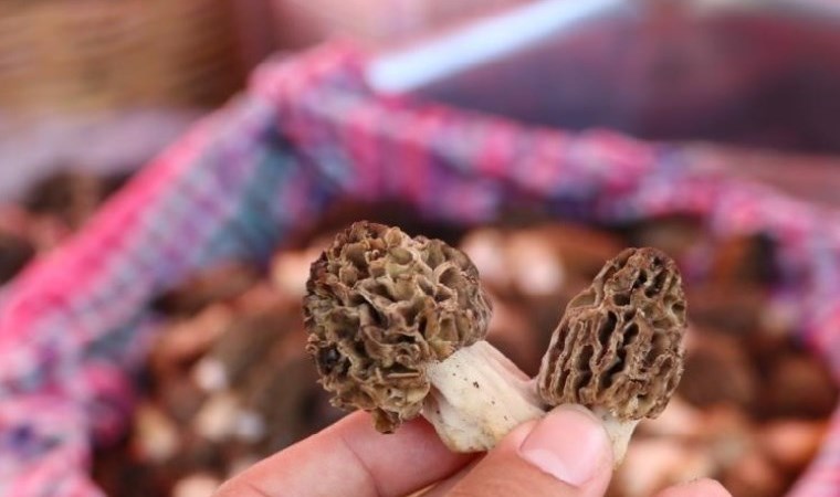 Yaşı 1500 TL’den, kurutulmuşu 10 bin TL’den satıldı