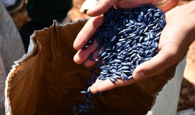 40 dönümlük alanda hasat başladı: Liseli öğrenciler yetiştirdi…. – Son Dakika Yaşam Haberleri | Cumhuriyet