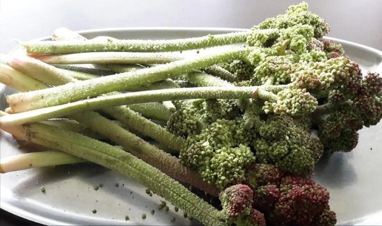 Yayla muzu da denir: Karaciğerin bir numaralı dostu ışkın otu ve faydaları…