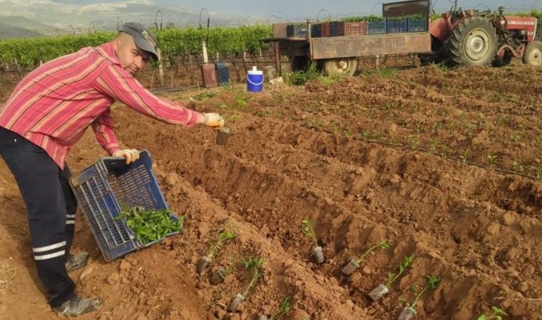 Sarıgöl’de ekim başladı: İlk hasat haziran ayında