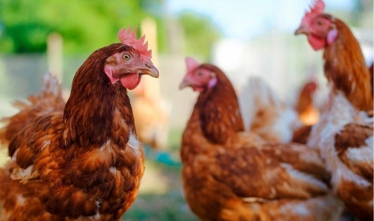 Enerji depolamada ‘tavuk yağı’ dönemi