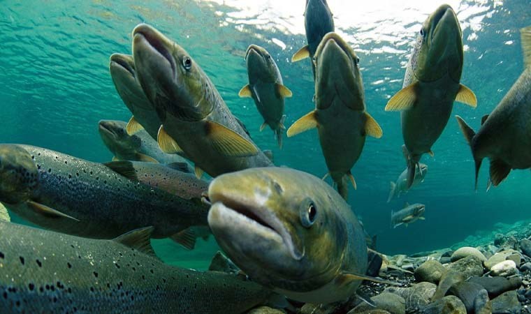 Seks hayatını renklendirmenin yeni yolu: Somon balığı yöntemi