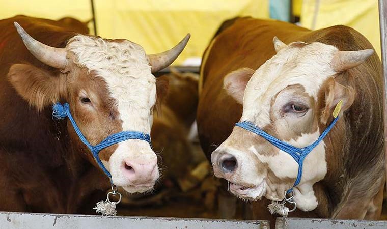 Diyanet açıkladı: Kurban kesim bedeli ne kadar oldu?