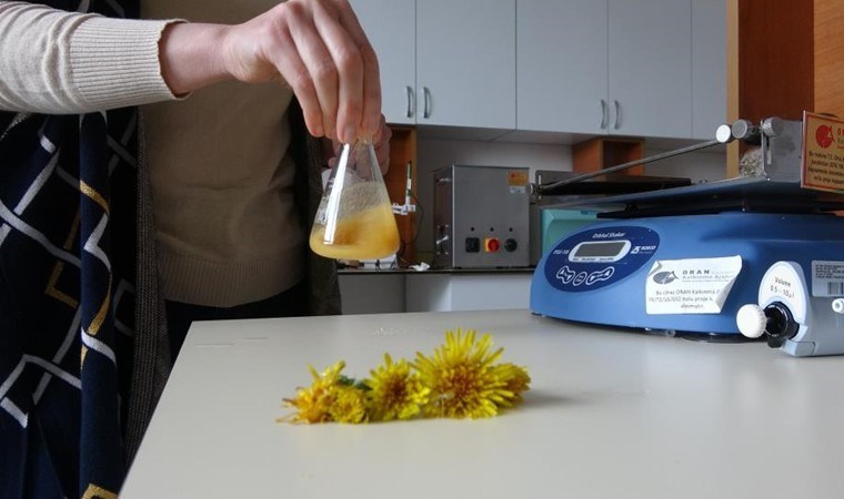 Yetişmediği yer yok! Faydası saymakla bitmiyor…