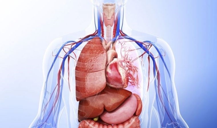 Günde bir adet tüketerek tüm organlarınızı temizleyin! işte o mucizevi besin…