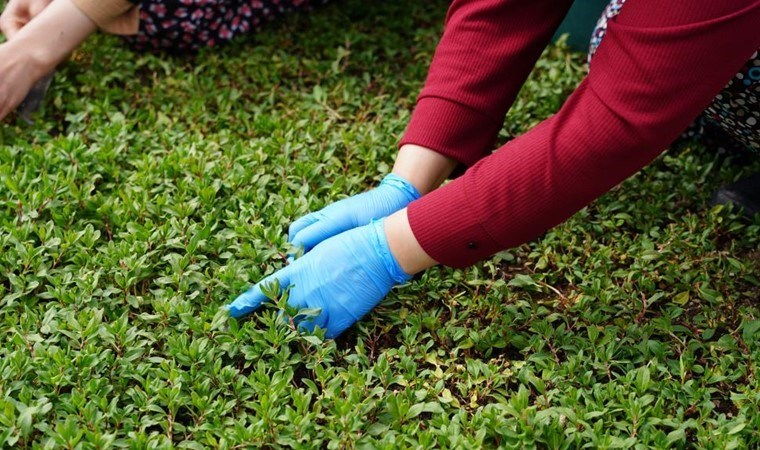 Evin ihtiyacı için ekmişlerdi, şimdi siparişlere yetişemiyorlar! 70 dönüm arazide üretim yapıyorlar…