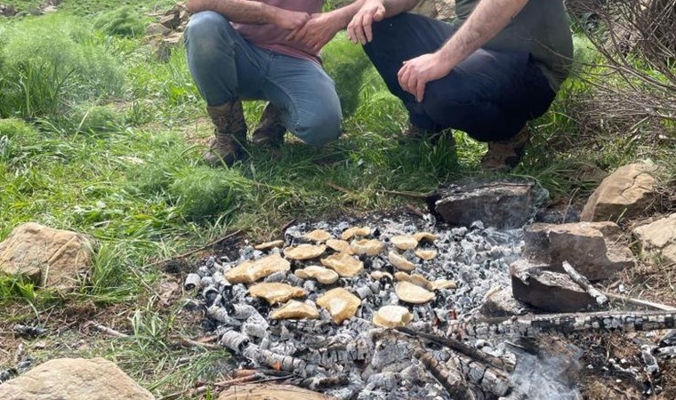 Yağmur yağışının ardında toplanıyor! Kilosu 100 TL…