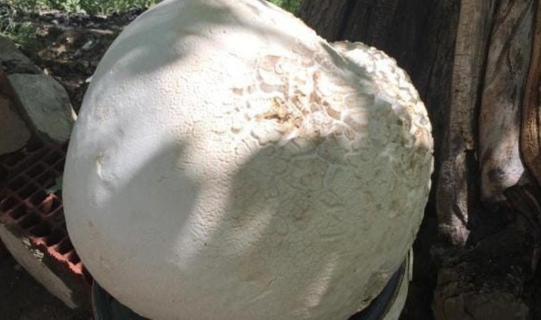 Köylüler kaya zannetti! Elazığ’da bulundu, 13 kilogram ağırlığında…