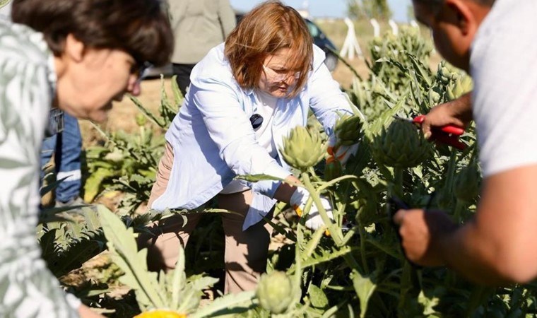 Didim’de hasat başladı: 800 kilo ürün tek tek toplandı
