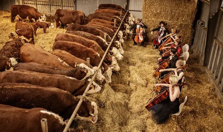 İneklere müzik dinletiyorlar: ‘Süt verimliliğine etkisi olumlu’