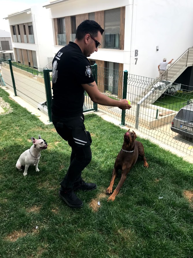 S.I.R K9 Köpek Eğitim Akademisi: Köpek Rehabilitasyonu ve Eğitimi