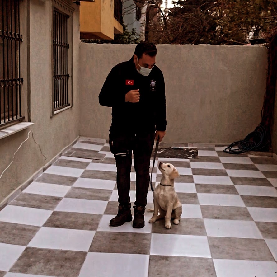 S.I.R K9 Köpek Eğitim Akademisi: Köpek Rehabilitasyonu ve Eğitimi