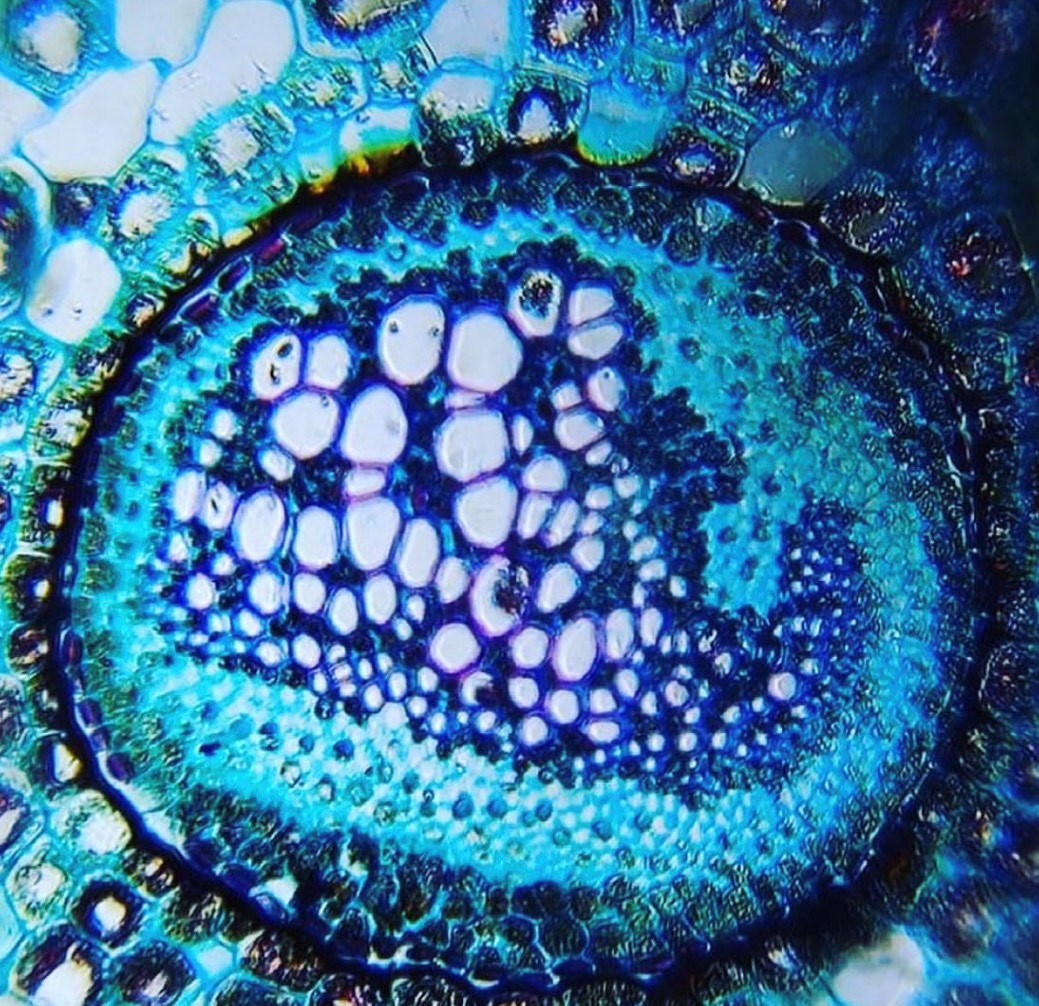 FOLDSCOPE Türkiye: Bilime Erişimin Kapılarını Aralıyor ve Cep Mikroskobu Kullanıyor