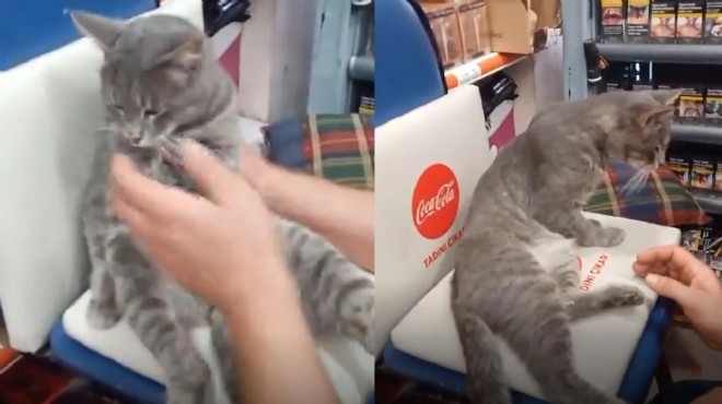 Rize’de Bal Yedikten Sonra Fenalaşan Kedi Sosyal Medyada Gündem Oldu