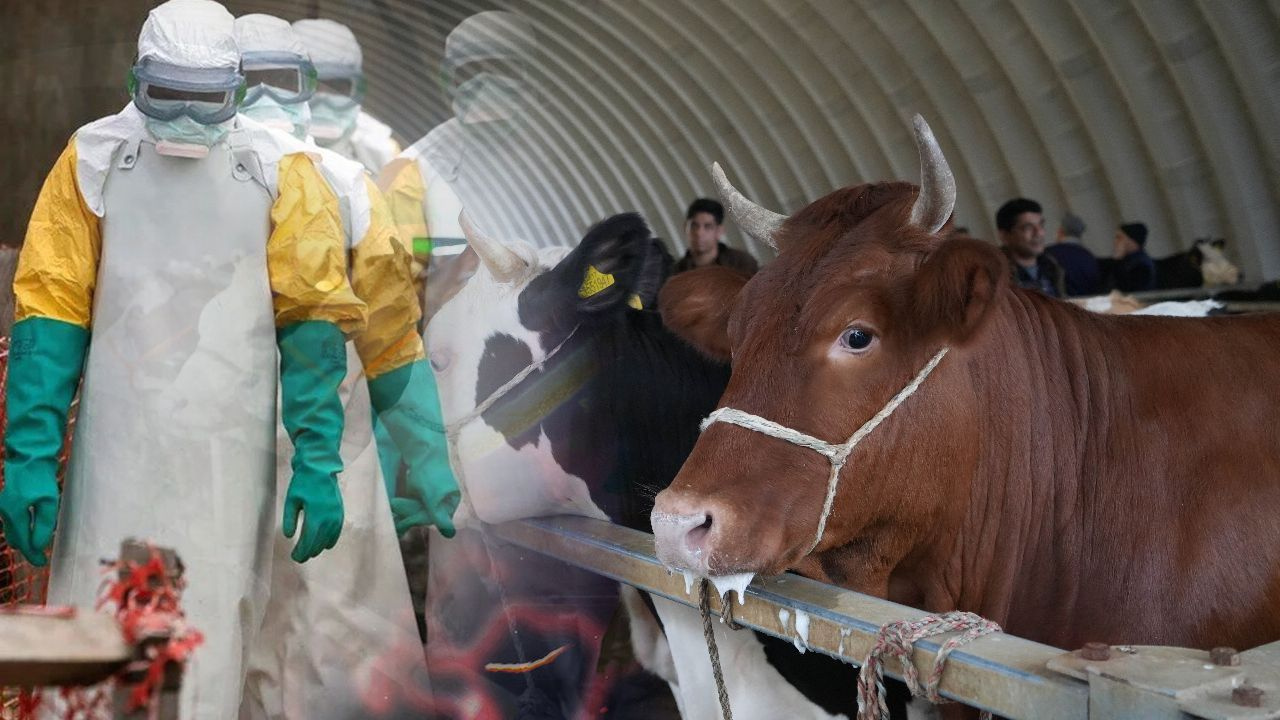 Bitlis te Şap Karantinası Başlatıldı