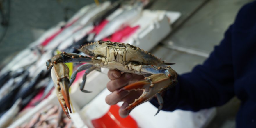 Mehmet Erdoğan ve Mavi Yengeç Efsanesi