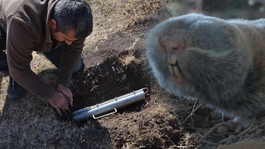 Türkiye’de Üç Yeni Kör Fare Türü Keşfedildi: Bilim Dünyasına Endemik Türler Kazandırıldı