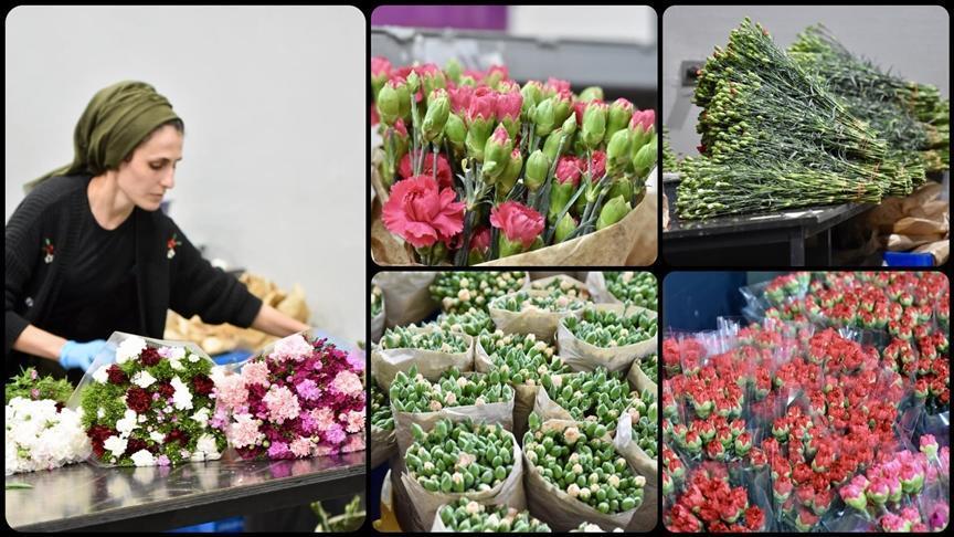 Antalya’da Dünya Kadınlar Günü Çiçekleri İhracatta Rekor Kırıyor