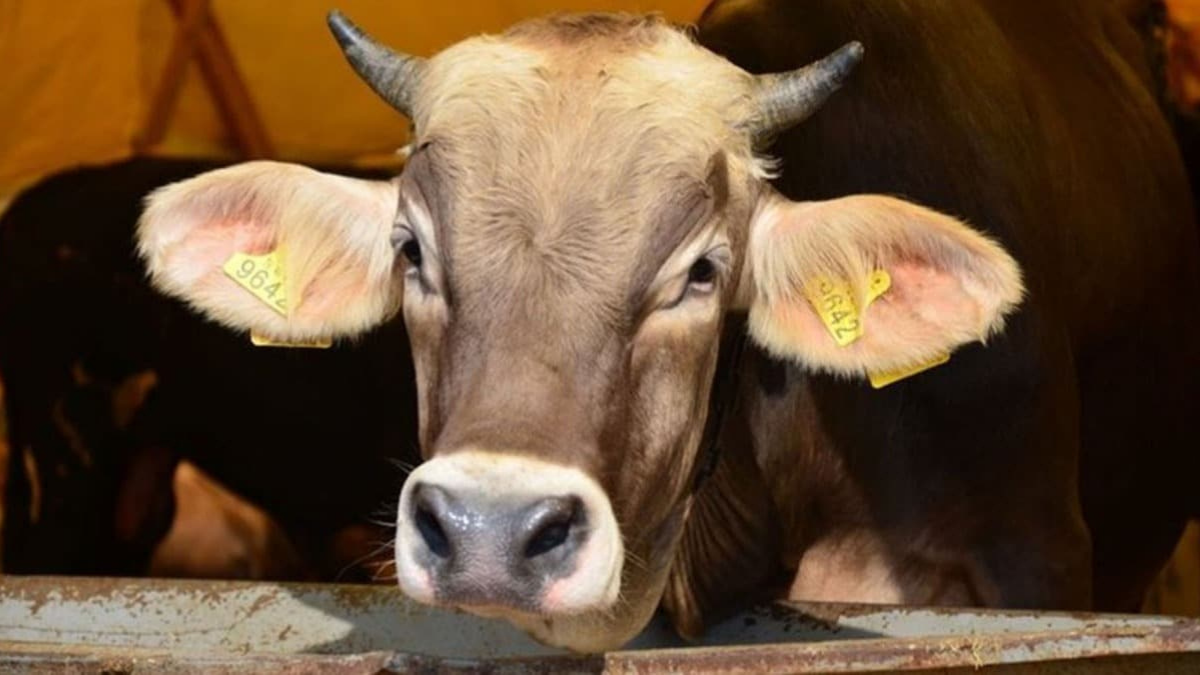 İSTANBUL’DA KURBANLIK HAMLESİ: 1800 BÜYÜKBAŞLA PİYASADA YENİ DÖNEM