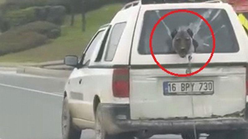 Trafikte Meraklı Köpek Kameralara Takıldı