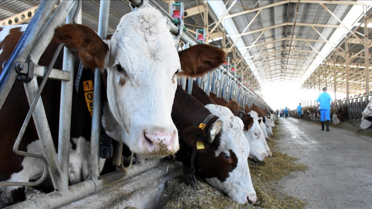 Dilekpınar Tarım ve Hayvancılık Kurban Sezonuna Hazırlıklarını Tamamladı
