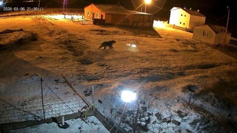 Bahçeye Giren Ayı Köpeklerin Havlamasıyla Uzaklaştı