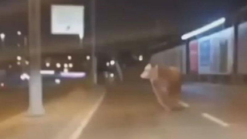 Kurbanlıkların İstanbul Mesaisi Olaylı Başladı: Boğa D-100’ü Birbirine Kattı!