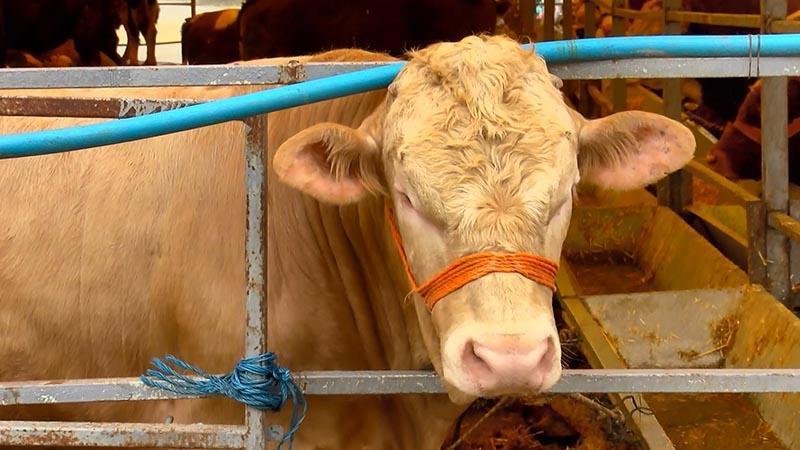 Büyükçekmece Hayvan Pazarı’nda Büyük Pazarlık: 880 Kiloluk Kurbanlık 330 Bin Liraya Satıldı