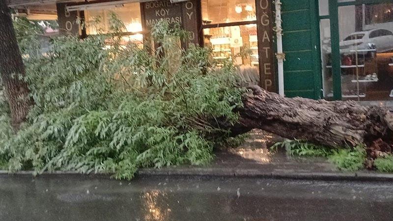 Kars’ta Sağanak Yağış Hayatı Olumsuz Etkiledi, Ağaç Devrildi