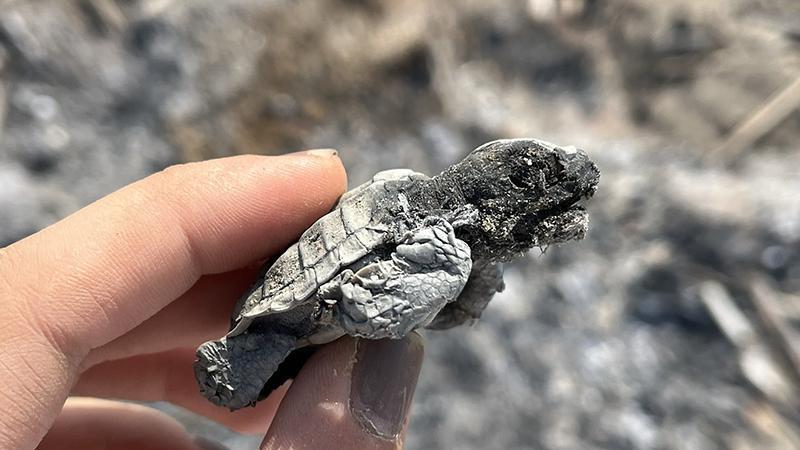 Deniz kaplumbağalarının yuvalama sahalarında ihlale ağır ceza: Ateş yakmak bir yavrunun ölümüne neden oldu