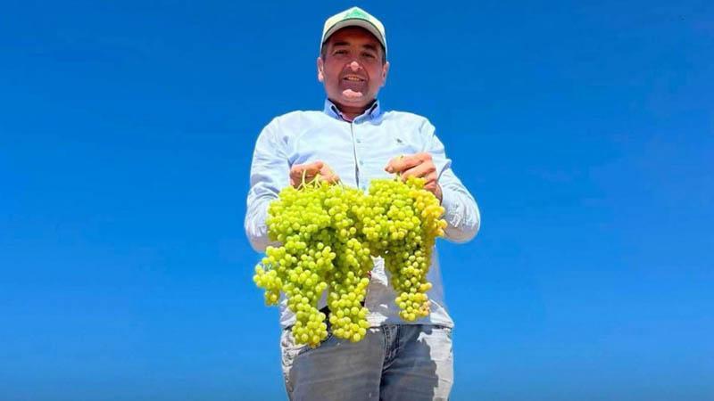 Başkan Cıllı üzüm hasadında yaralandı: Ameliyata alındı