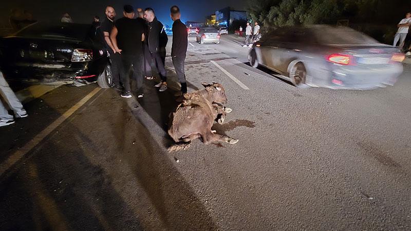 Hatay’da İki Otomobil Anguslara Çarptı: 3 Hayvan Telef Oldu