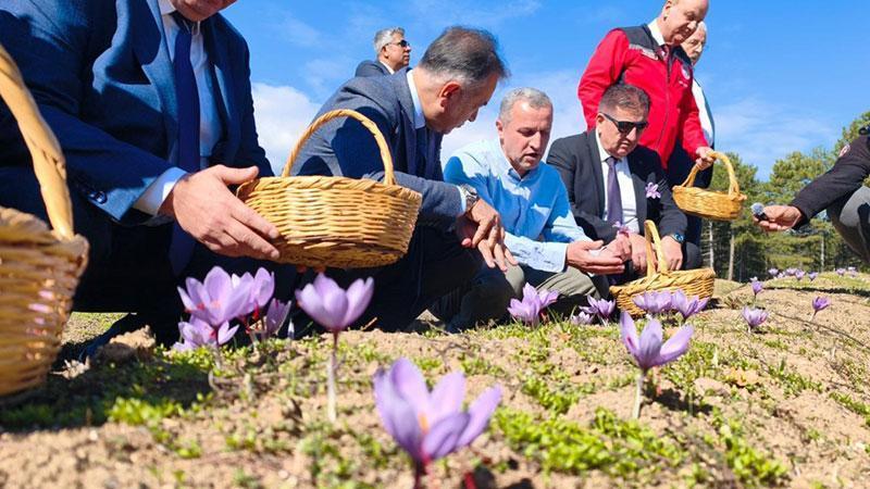 Safranbolu’da safran üretimi büyüyor: 2026 hedefi 56 kilogram